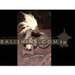 balishine This primitive statue is produced in Bali made from suar wood.