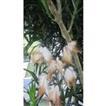 balishine This dream catcher is a handicraft of Bali made from string and feather.