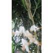 balishine This dream catcher is a handicraft of Bali made from string and feather.
