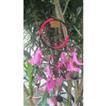 balishine This dream catcher is a handicraft of Bali made from string and feather with shell.