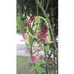 balishine This dream catcher is a handicraft of Bali made from string and feather with shell.