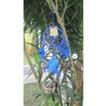 balishine This dream catcher is a handicraft of Bali made from string and feather.
