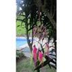 balishine This dream catcher is a handicraft of Bali made from string and feather.